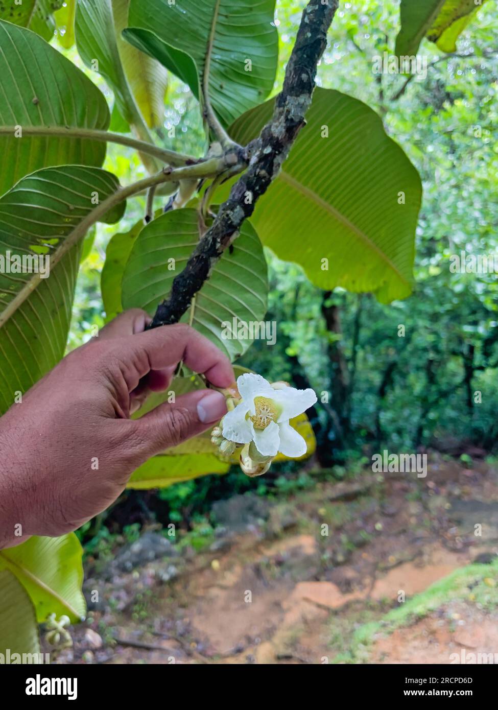 The flower of endemic boie rouge (red wood) tree, a fire resistance tree in the national park, Mahe Seychelles Stock Photo