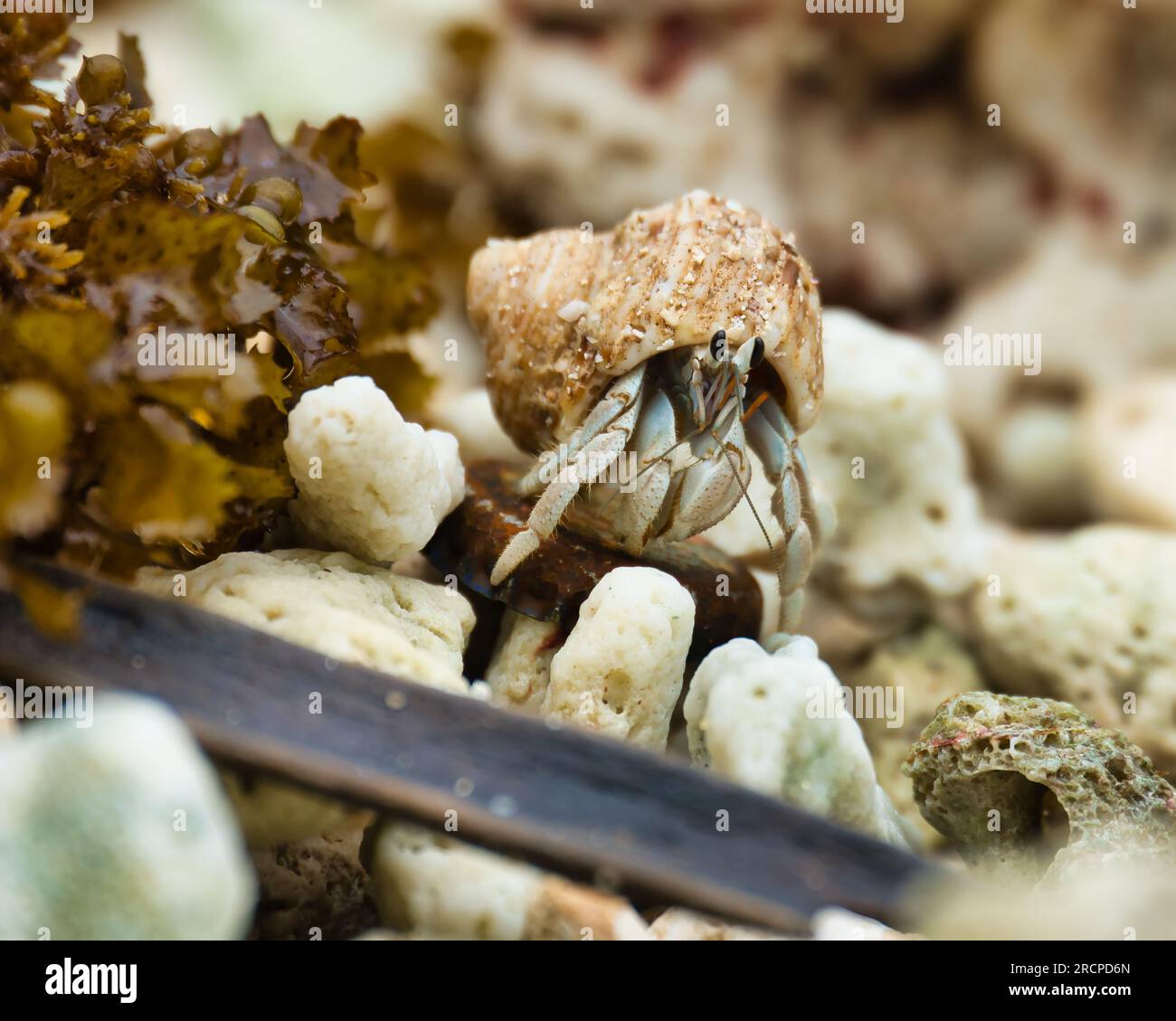 Hermit crabs exchange hi-res stock photography and images - Alamy