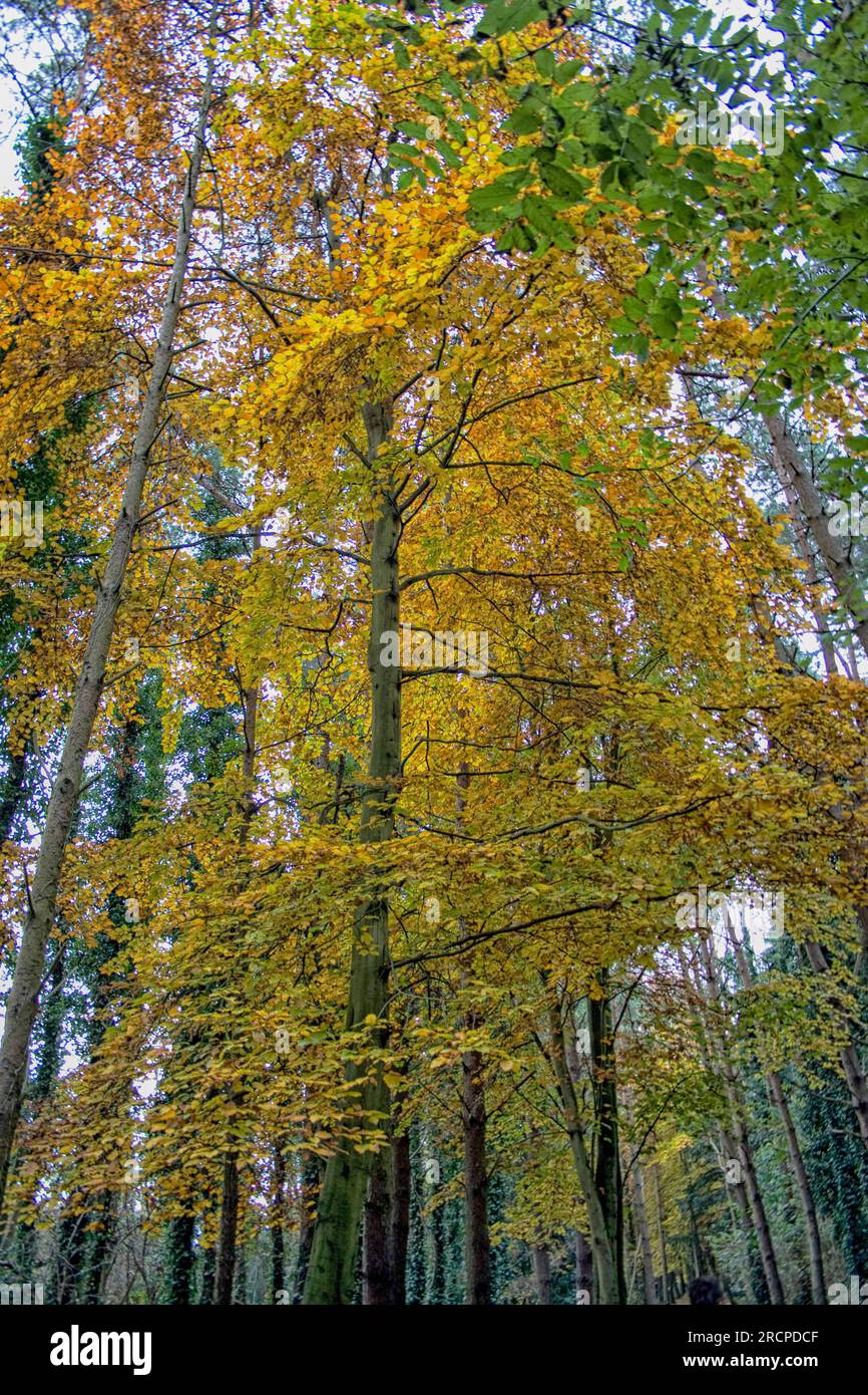 Gold colored leaves hi-res stock photography and images - Alamy