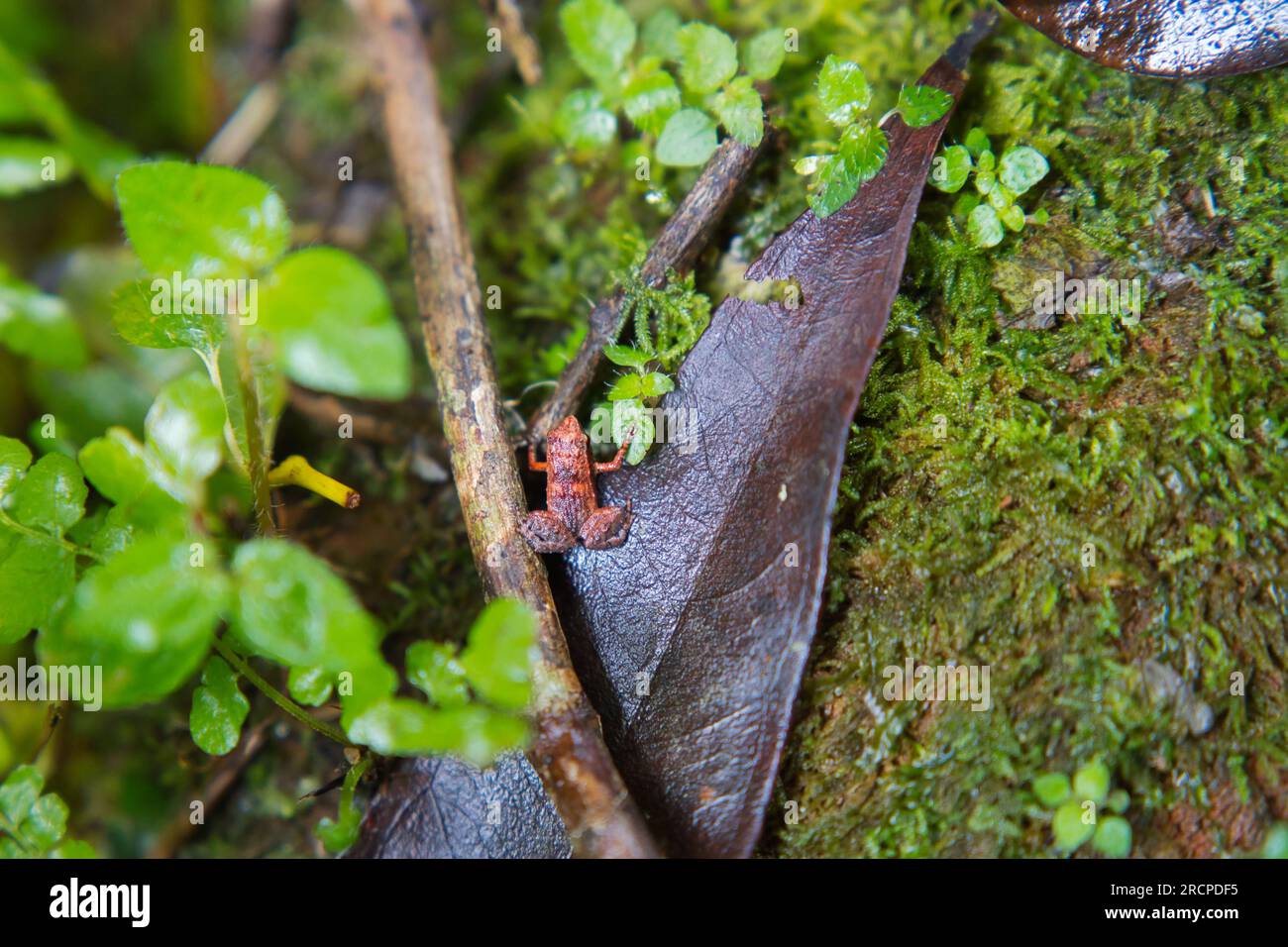 Morn blanc nature trail, Gardiner’s Seychelles frog is one of the world’s smallest frog species, hidden within the lush forest, Mahe Seychelles Stock Photo