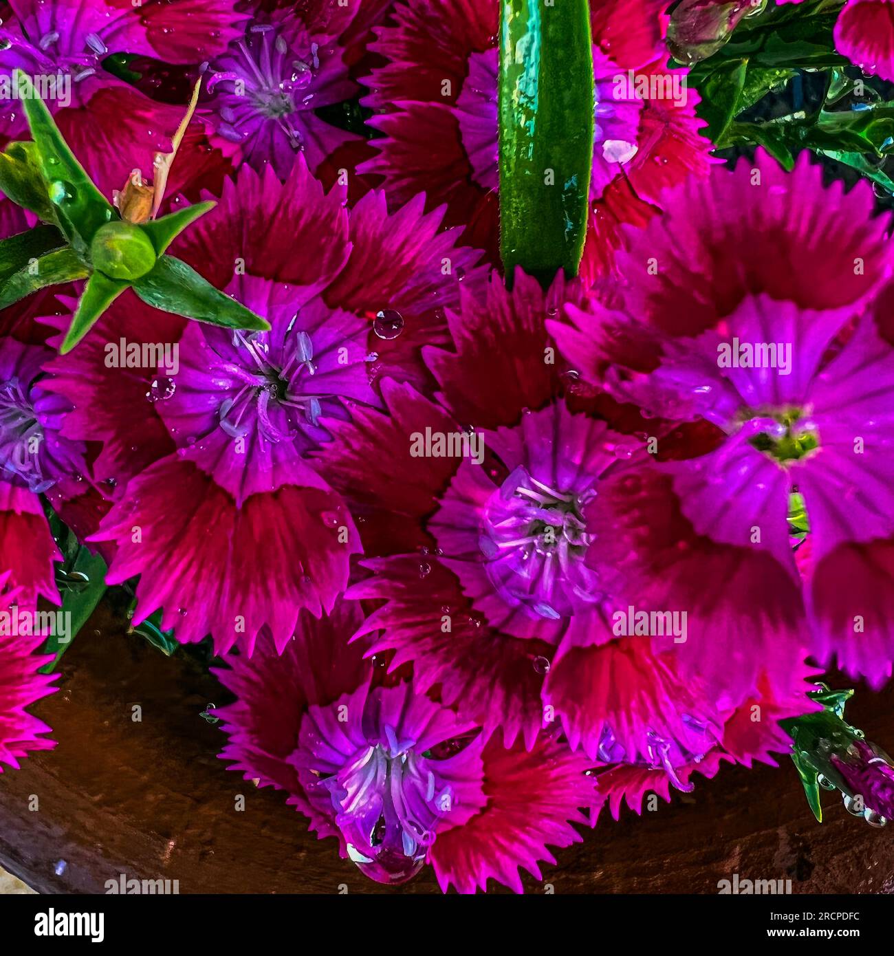 Dianthus barbatus flower blooming in garden Stock Photo