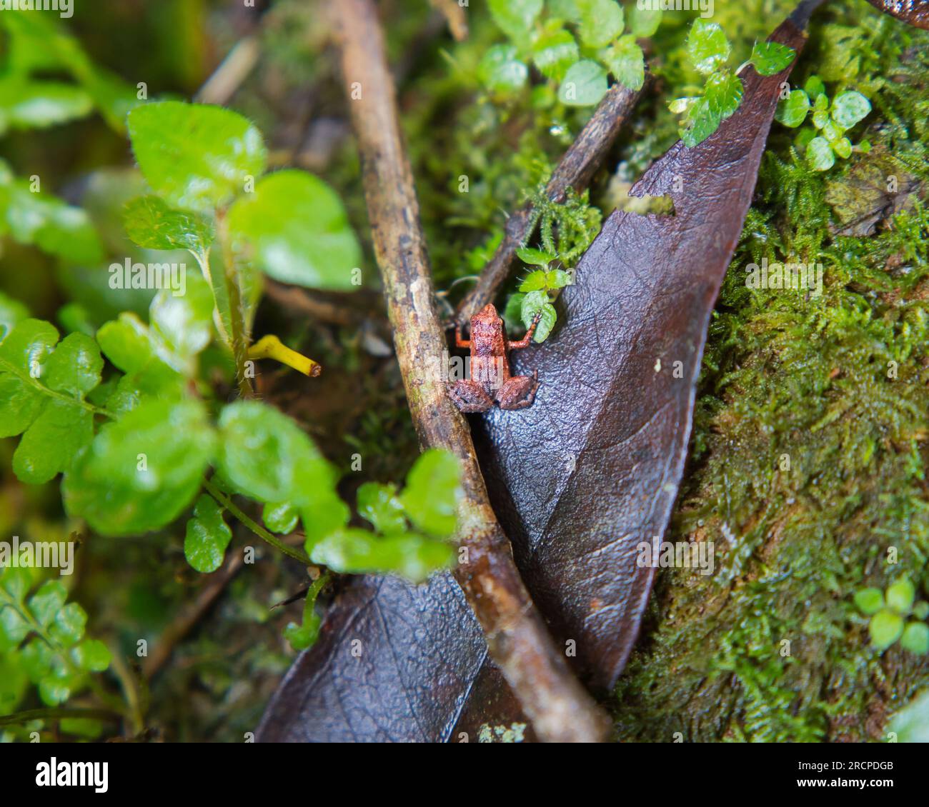 Morn blanc nature trail, Gardiner’s Seychelles frog is one of the world’s smallest frog species, hidden within the lush forest, Mahe Seychelles Stock Photo