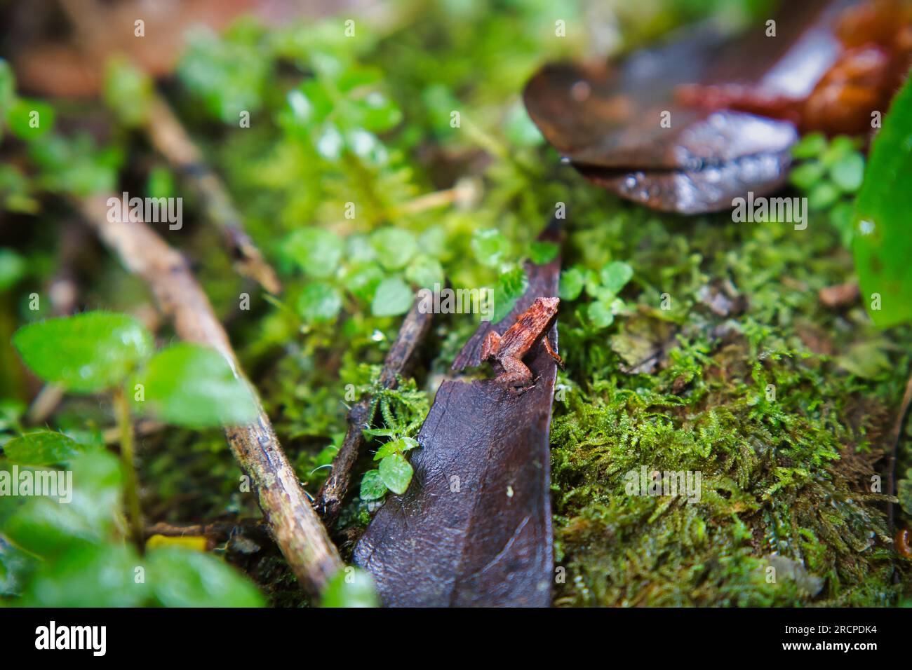 Morn blanc nature trail, Gardiner’s Seychelles frog is one of the world’s smallest frog species, hidden within the lush forest, Mahe Seychelles Stock Photo