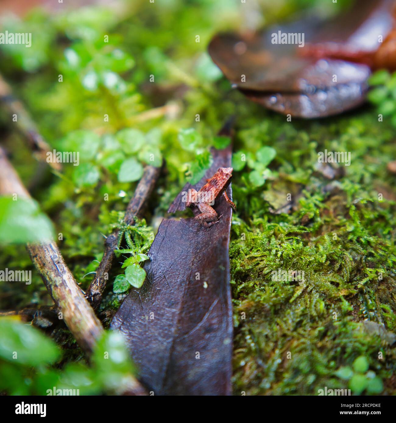 Morn blanc nature trail, Gardiner’s Seychelles frog is one of the world’s smallest frog species, hidden within the lush forest, Mahe Seychelles Stock Photo