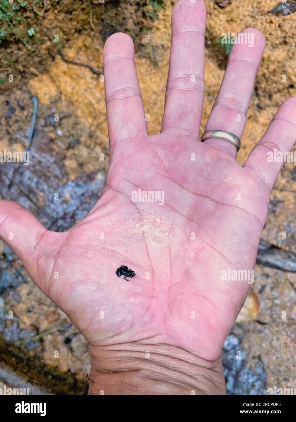 Morn blanc nature trail, Gardiner’s Seychelles frog is one of the world’s smallest frog species, hidden within the lush forest, Mahe Seychelles Stock Photo