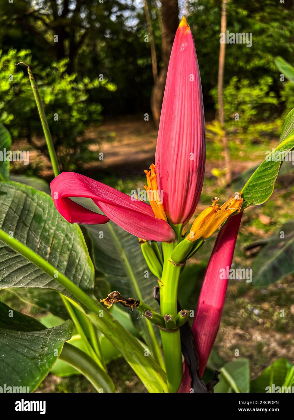 A Musa ornata tree blooming in garden Stock Photo