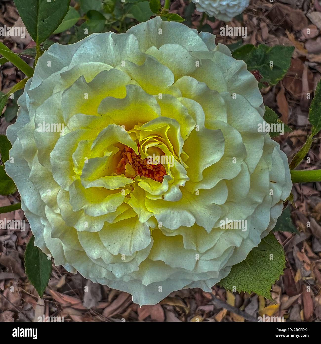 Modern shrub rose hires stock photography and images Alamy