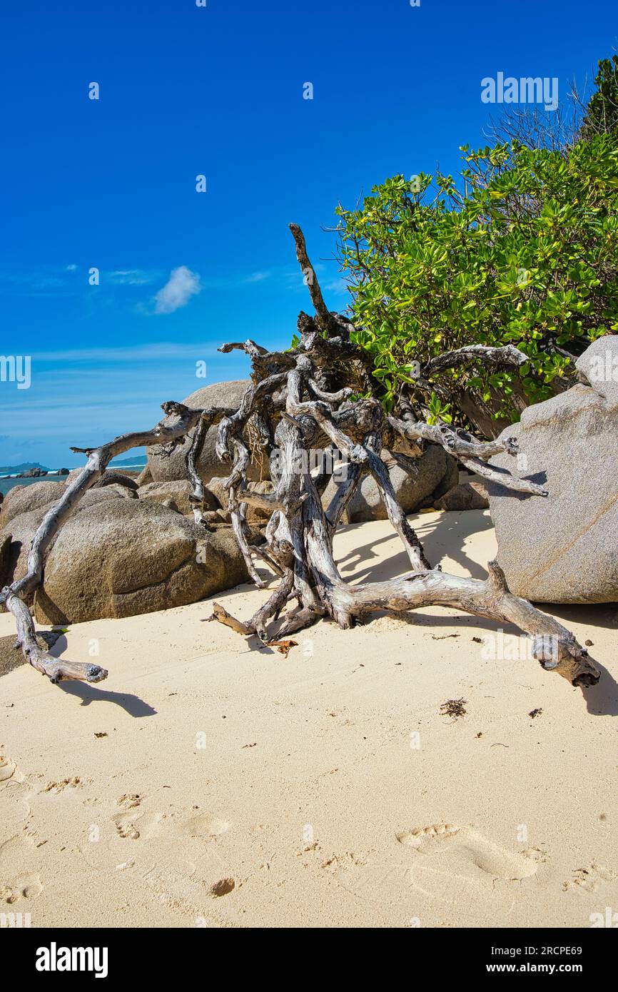 Rock boulders and rotten branch near the beach white sany beach and blue sky, Mahe Seychelles Stock Photo