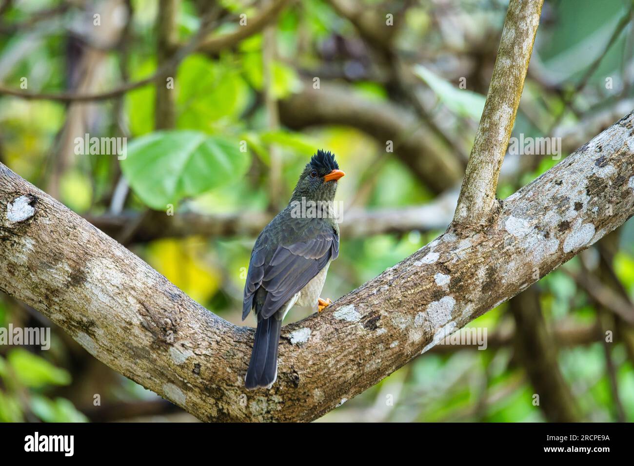 Seychelles bulbul bird on tree brunch in forest, Mahe Seychelles Stock Photo