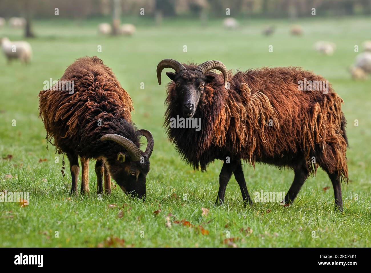 Cute Hebridean sheep with horns in a field and shaggy wool coat. Looking at the camera in a field Stock Photo