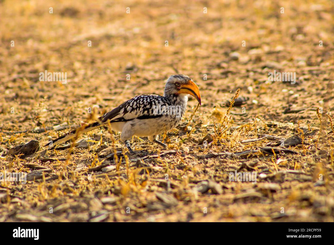 Southern Yellow-billed Hornbill, Tockus leucomelas, busy foraging in the late afternoon on the ground in the Kalahari Desert Stock Photo