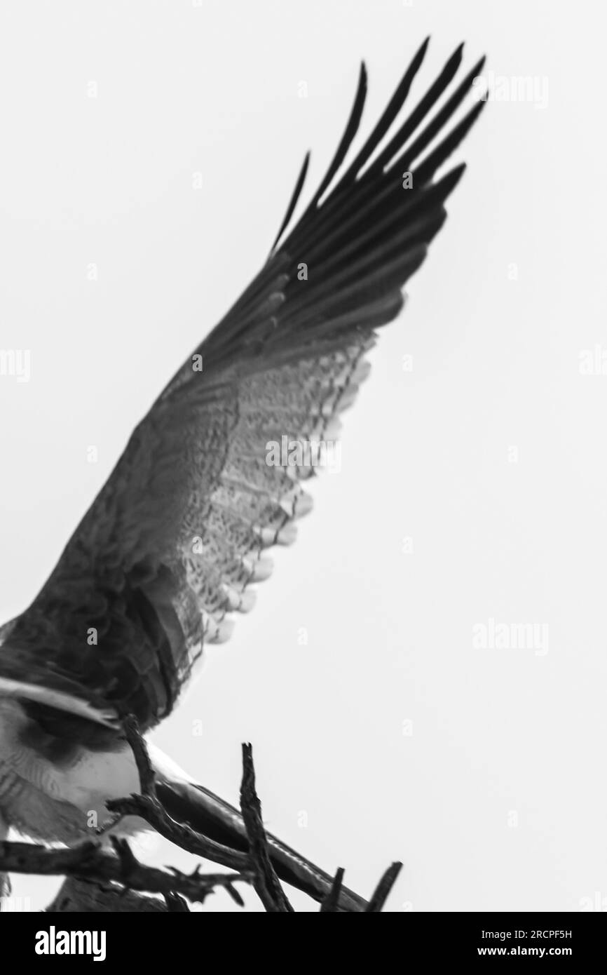 Abstract view of a falcon wing in Black and White Stock Photo