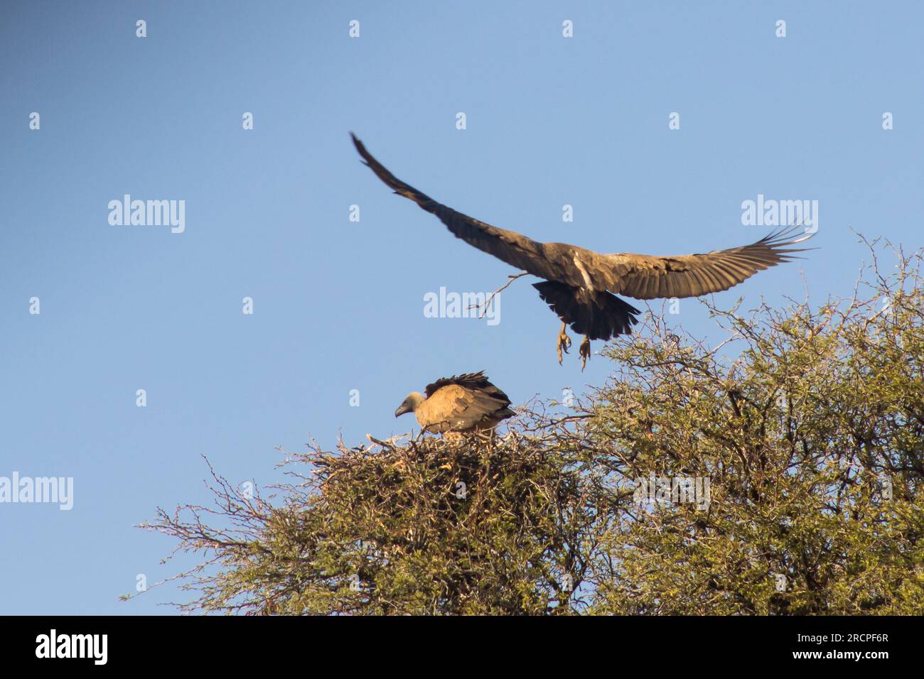 White backed vulture returning to its nest, Gyps Vulture, with its mate in the Kalahari desert in South Africa Stock Photo