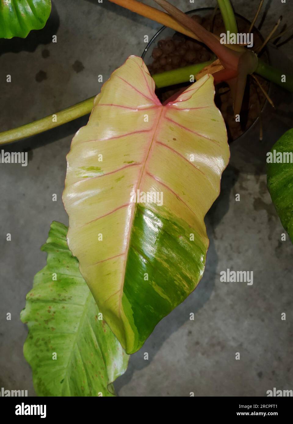 palm ponytail plant Ponytail Palm for Sale main image 0