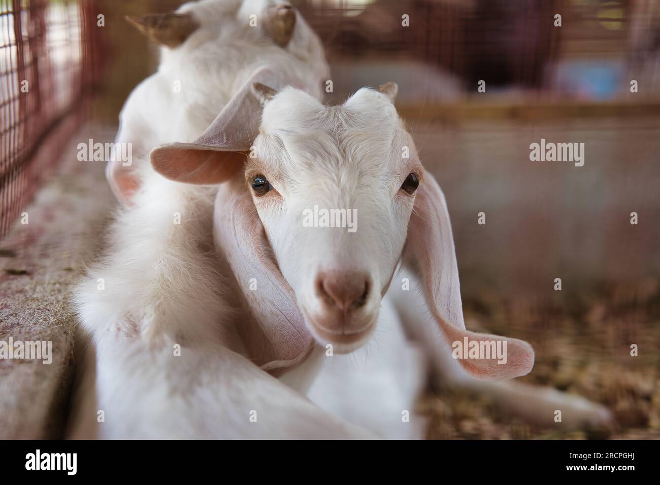 two goats in cage at the farm on Mahe island, Seychelles Stock Photo