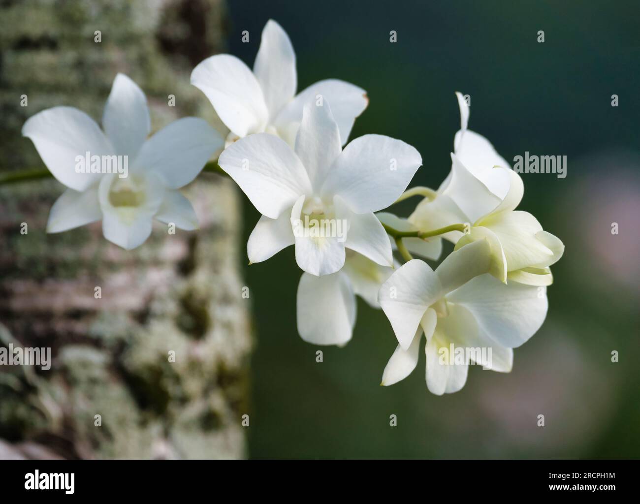 White orchid flower blooming on a plam tree Stock Photo