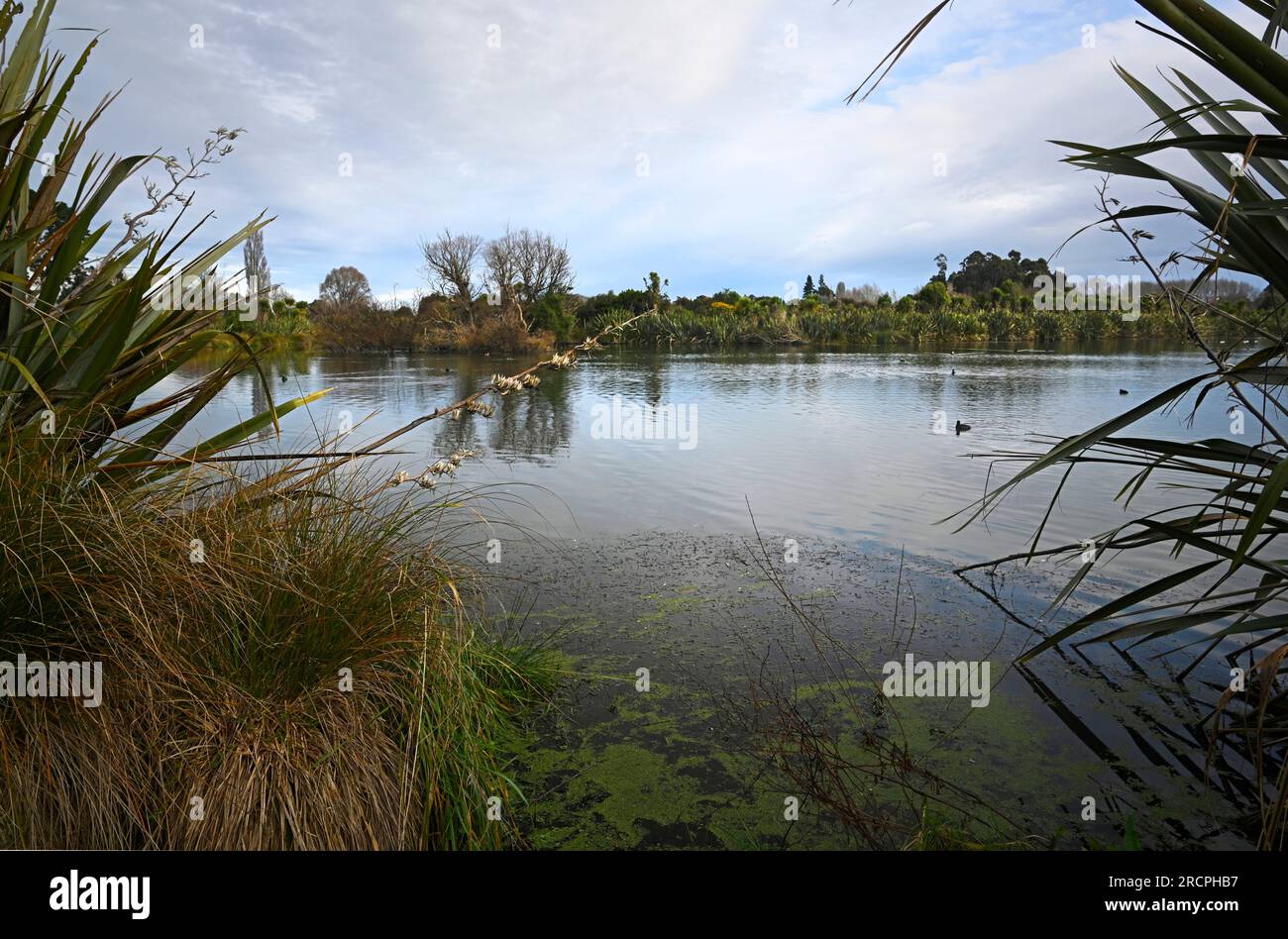 Styx Mill Conservation Area lake, with Flax Bushes and Flowers, Christchurch, New Zealand Stock Photo