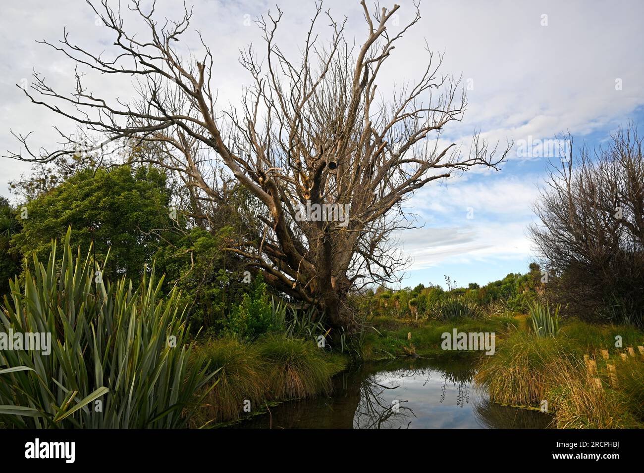 Styx Mill Conservation Area - Baren Old Willow Tree in Winter at the Edge of the Swamp. Stock Photo