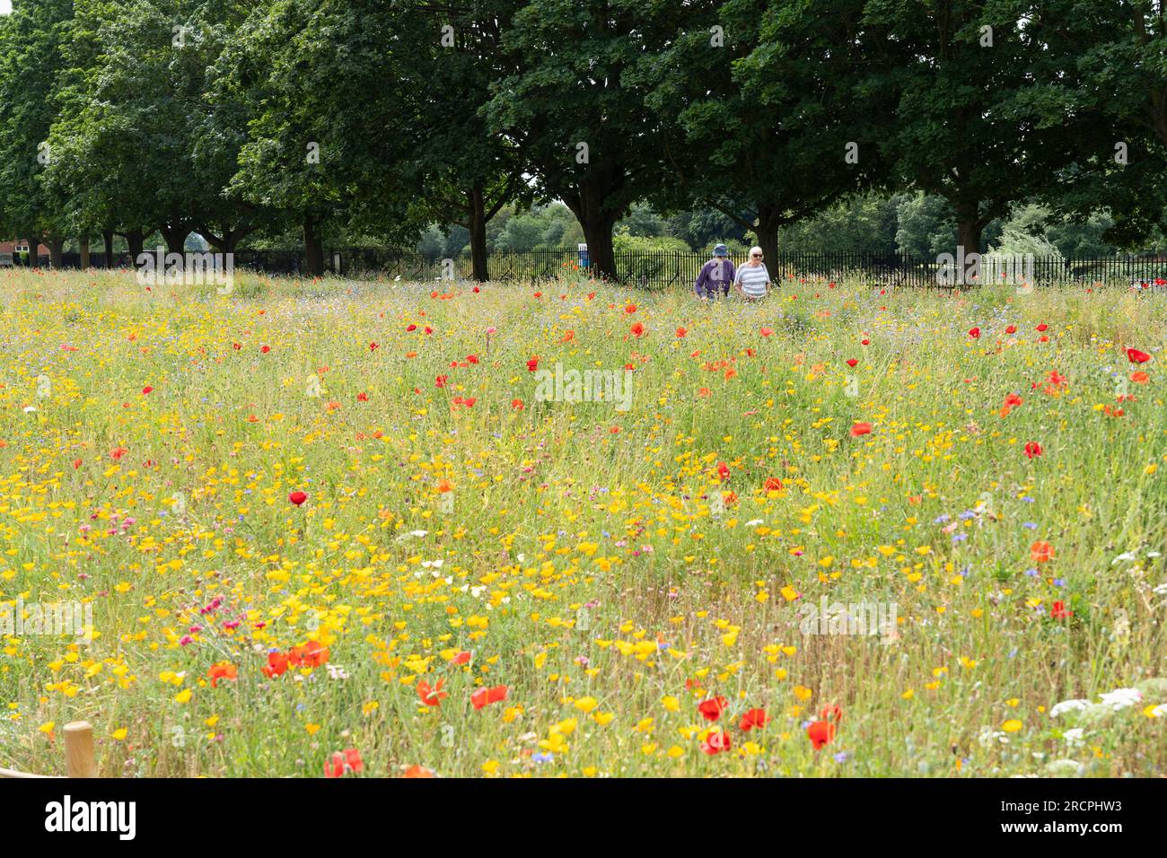 People walking through a wildflower meadow planted with red poppies, cornflowers and California poppies outside Hampton Court Palace, London, UK Stock Photo