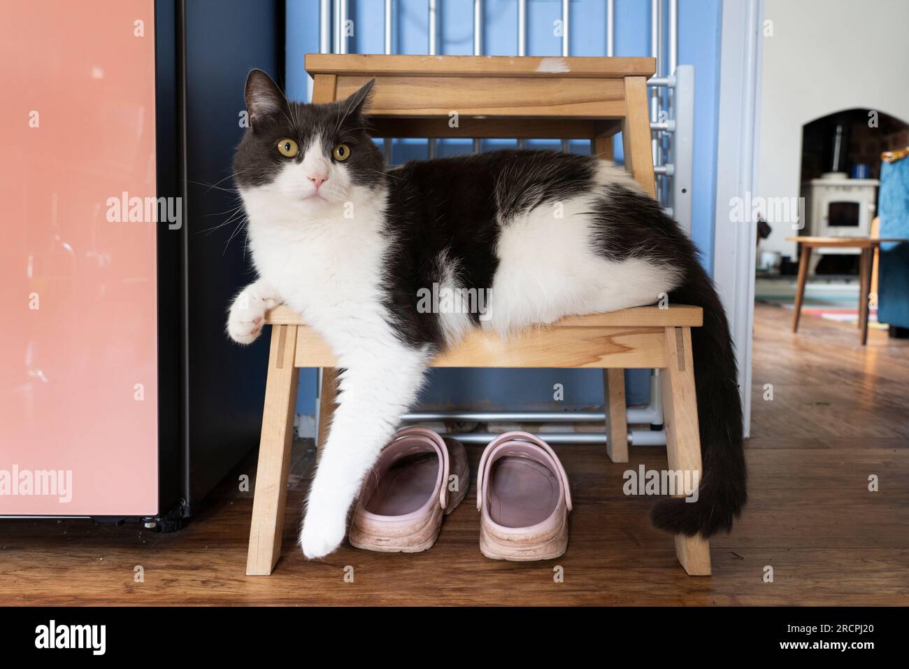 A domestic short haired cat, white with dark grey, draped over a foot stool at home with an alert inquisitive look. Also known as a moggy in the UK Stock Photo