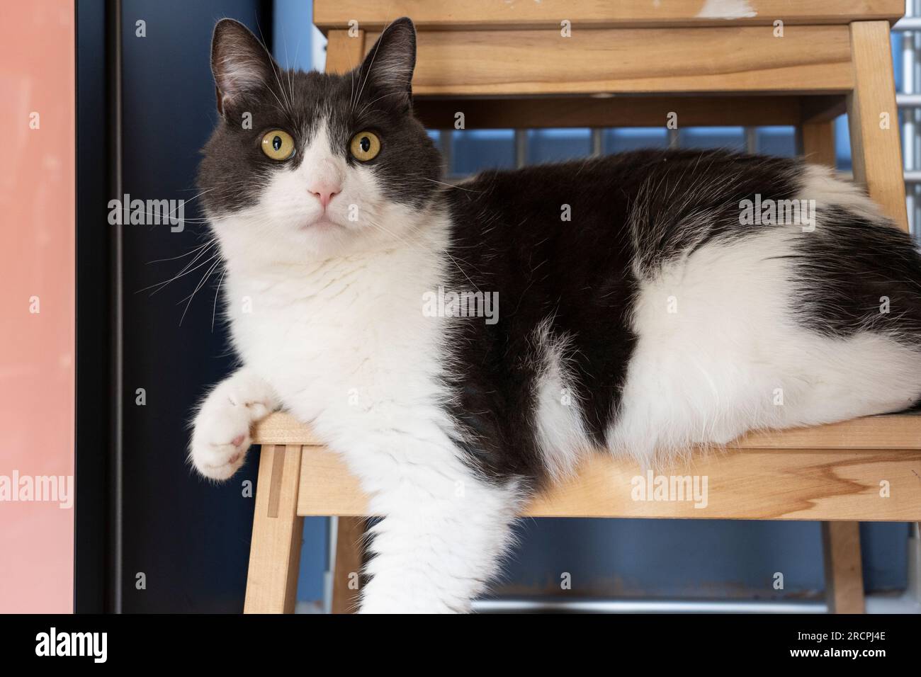 A domestic short haired cat, white with dark grey, draped over a foot stool at home with an alert inquisitive look. Also known as a moggy in the UK Stock Photo