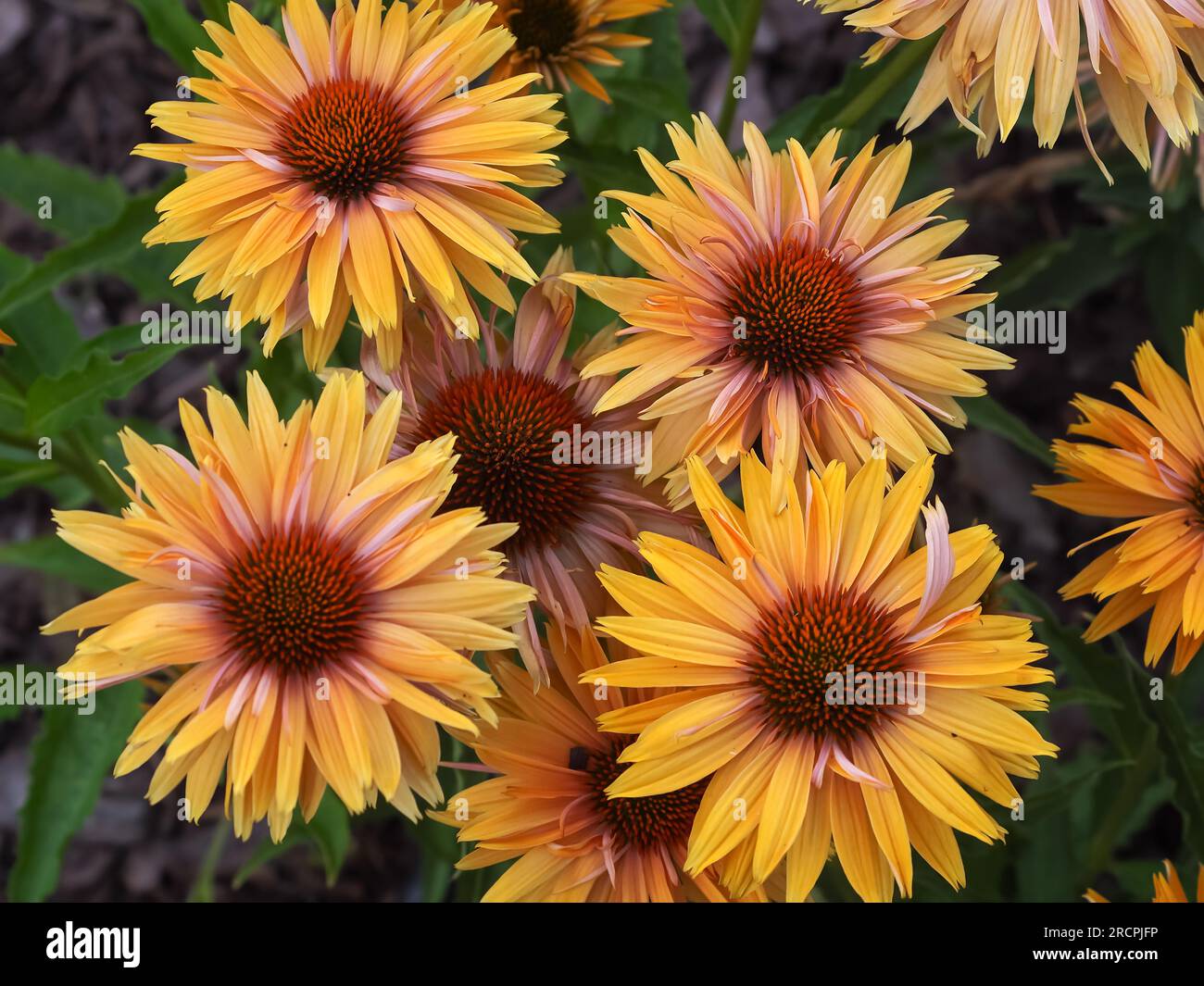 colorful echinacea in a natural environment, in full bloom at close range on a light blurred background, elegant, delicate flowers on a cloudy morning Stock Photo