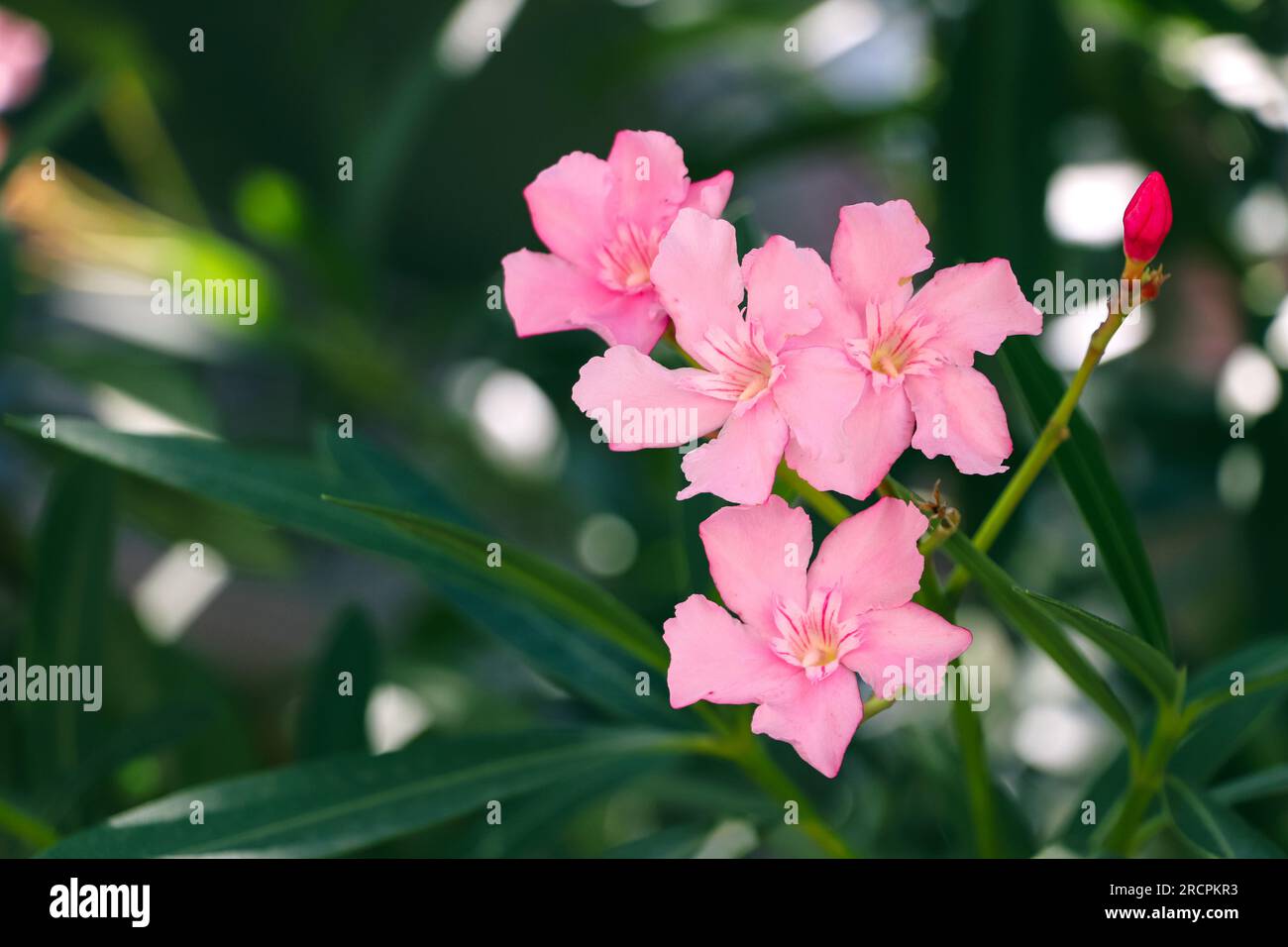 Bright pink tropical flowers blossom. Pink exotic flowers close up. Stock Photo