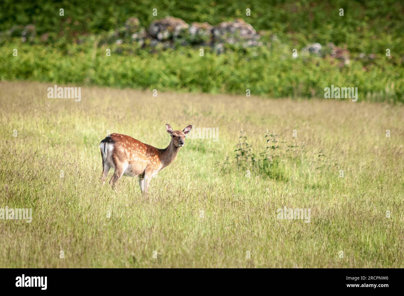 A summer HDR image of Red Deer Yearlings, Cervus elaphus scoticus, grazing in rural fields near Loch Ness, Scotland. 11 June 2023 Stock Photo