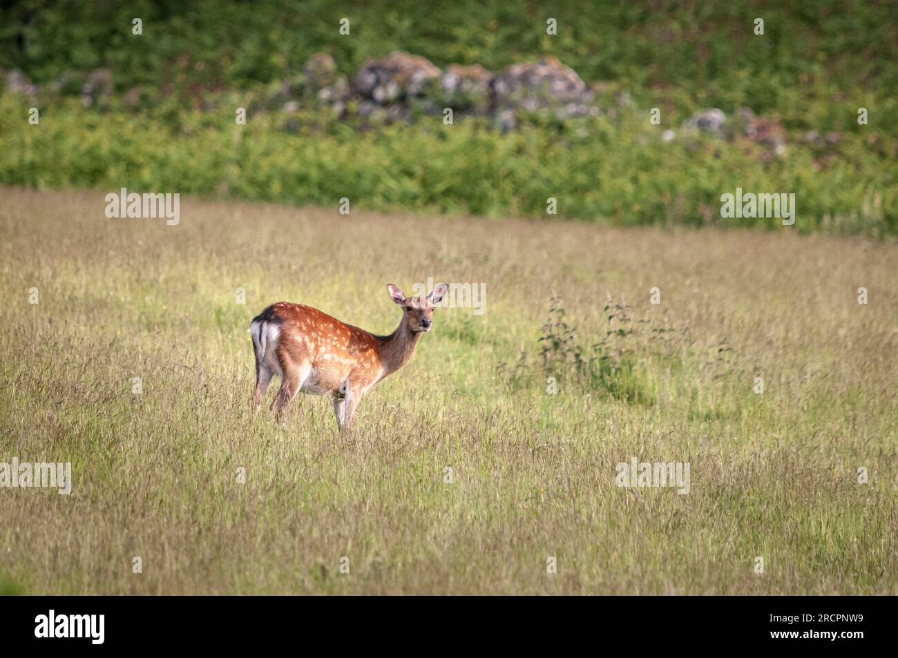 A summer HDR image of Red Deer Yearlings, Cervus elaphus scoticus, grazing in rural fields near Loch Ness, Scotland. 11 June 2023 Stock Photo