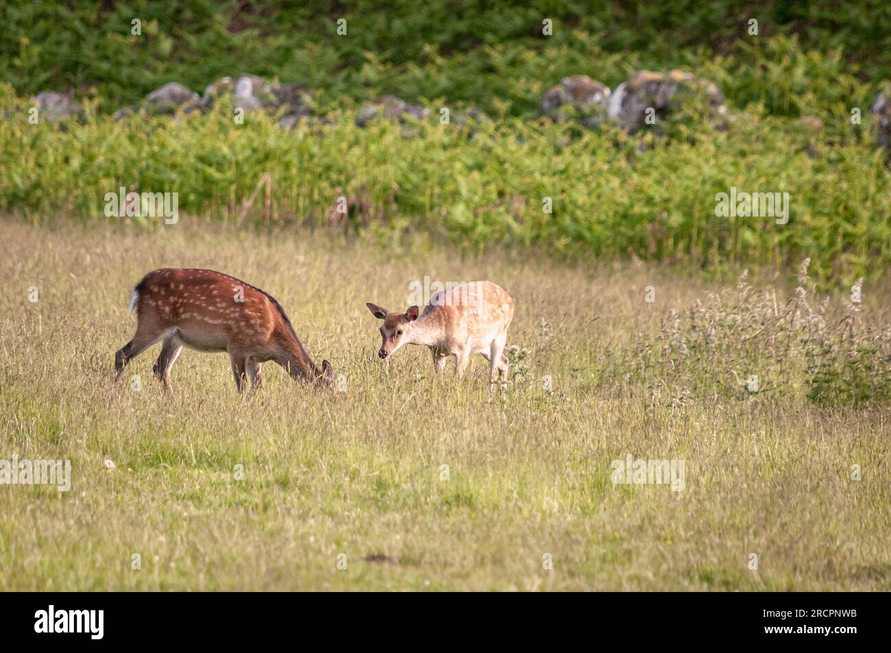 A summer HDR image of Red Deer Yearlings, Cervus elaphus scoticus, grazing in rural fields near Loch Ness, Scotland. 11 June 2023 Stock Photo