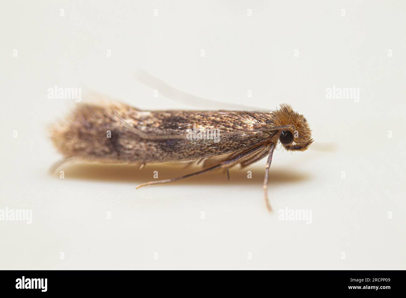 Closeup clothes moth (tineidae) from Southeast Asia Stock Photo