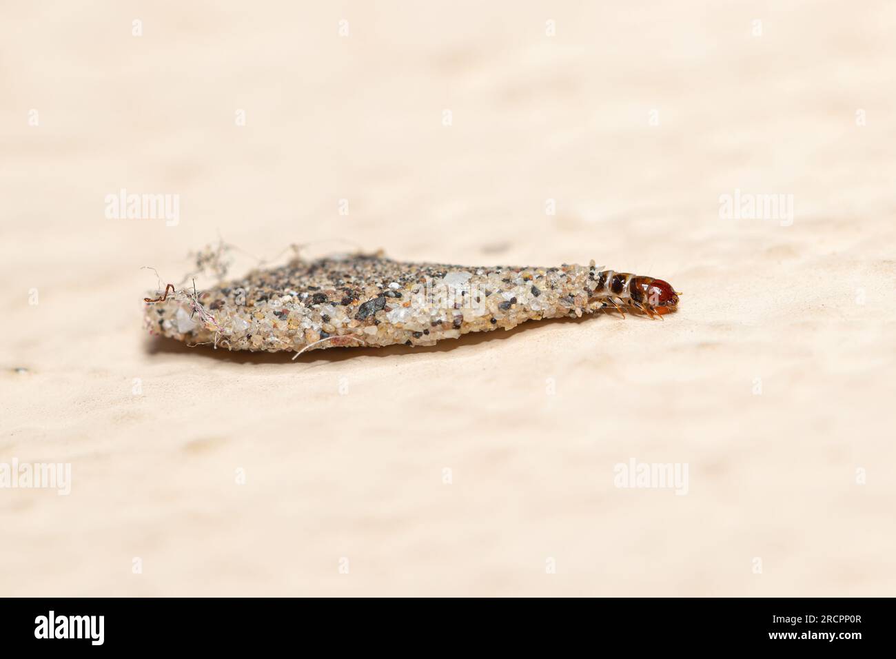 Closeup bagworms (tineidae) from Southeast Asia Stock Photo