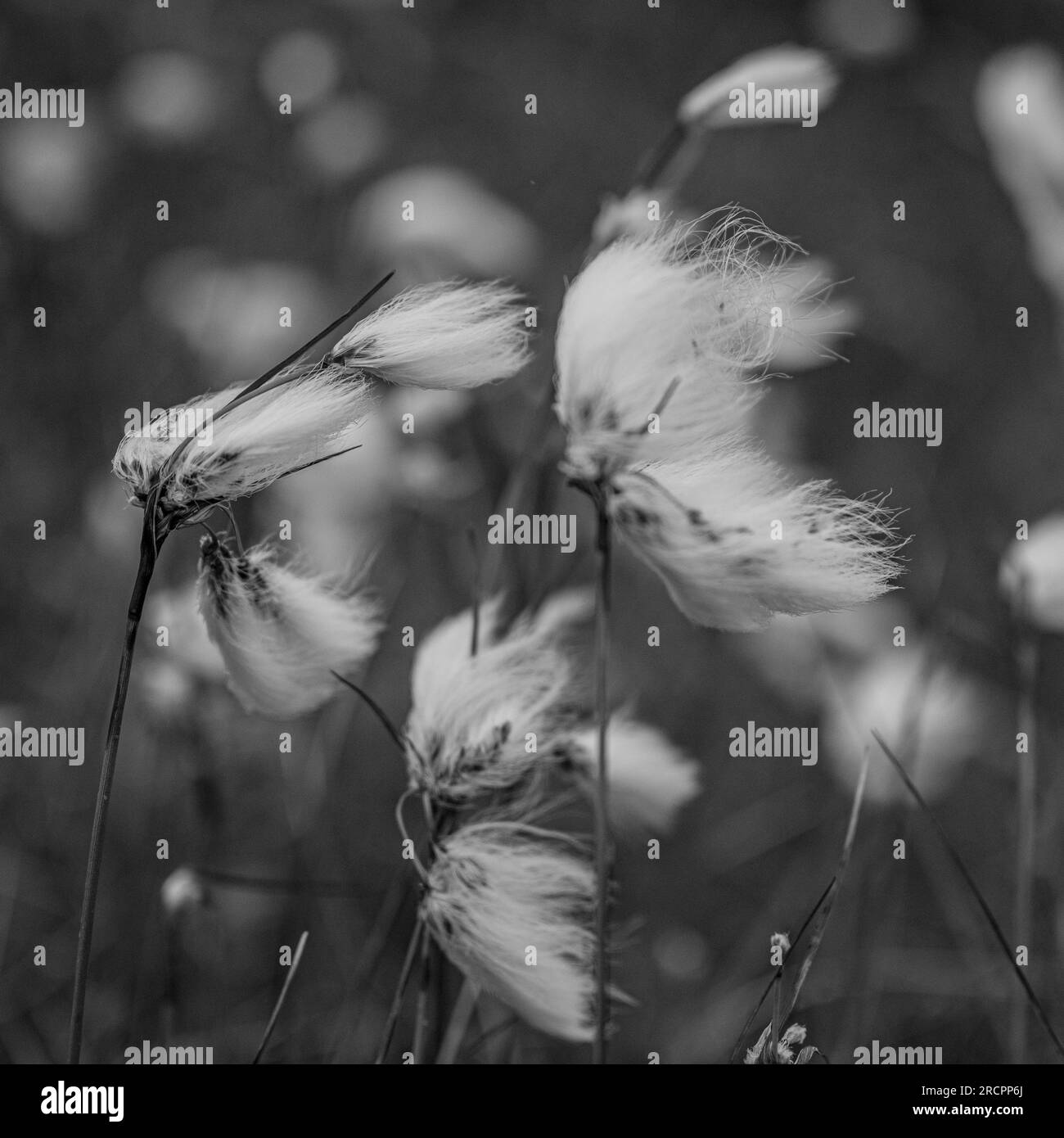 Cotton grass blowing in the wind on the North Yorkshire Moors Stock