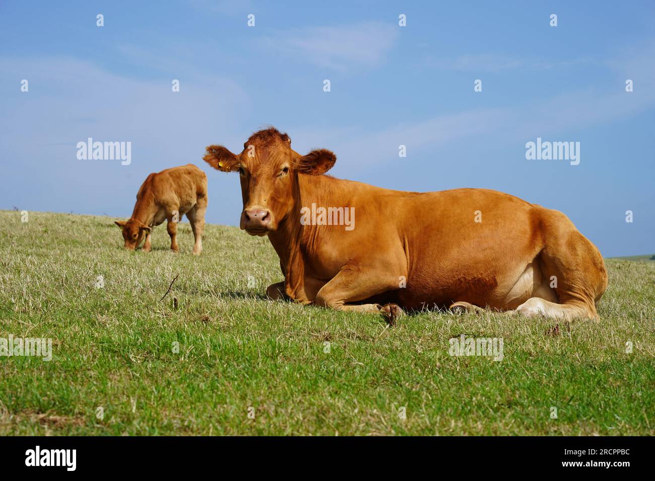 Red beef cattle, Angus cow in South Devon pasture, near Gara Rock, UK