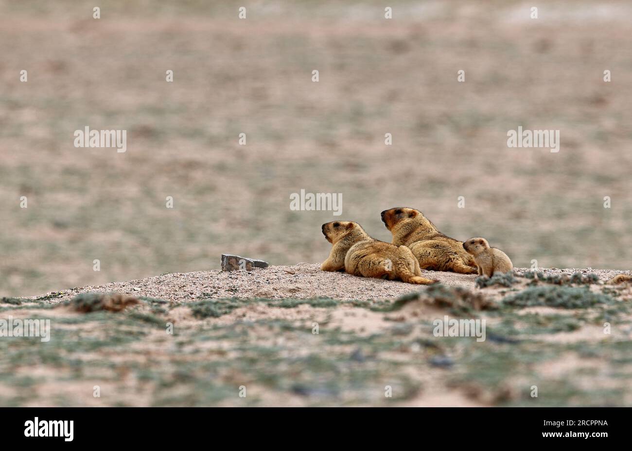 Himalayan marmots: Gold-diggers on the plateau - CGTN