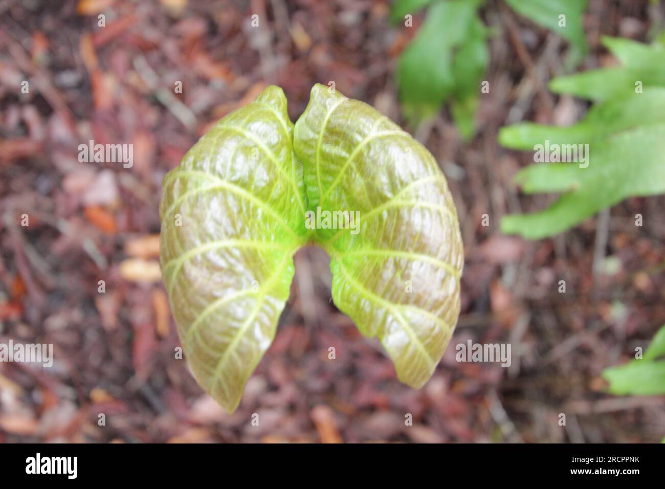 Closeup photo of green leaves hi-res stock photography and images - Alamy