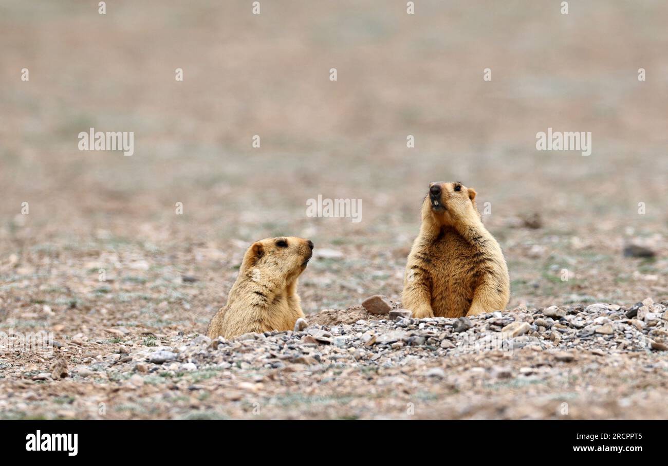 Himalayan marmots: Gold-diggers on the plateau - CGTN