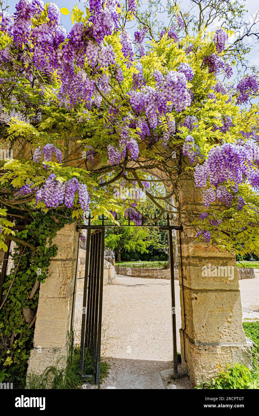 Plante Fleurs En Pleine Floraison - Photo Gratuite Sur Pixabay - Pixabay