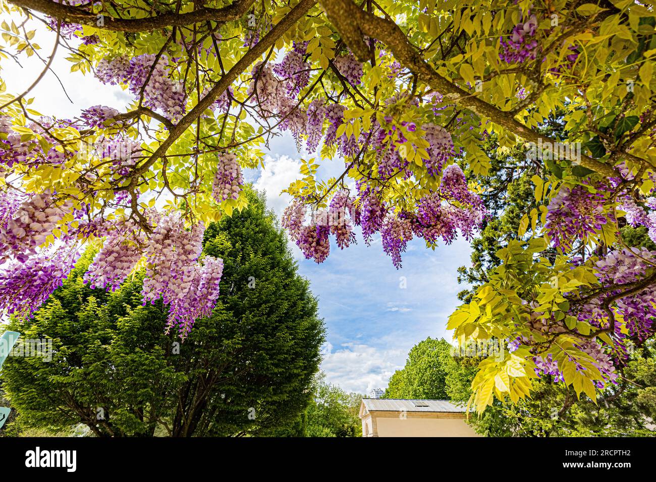 Glycine en  pleine floraison autour d'une porte en fer forgé et d'un morceau de bâtiment en pierre. Stock Photo