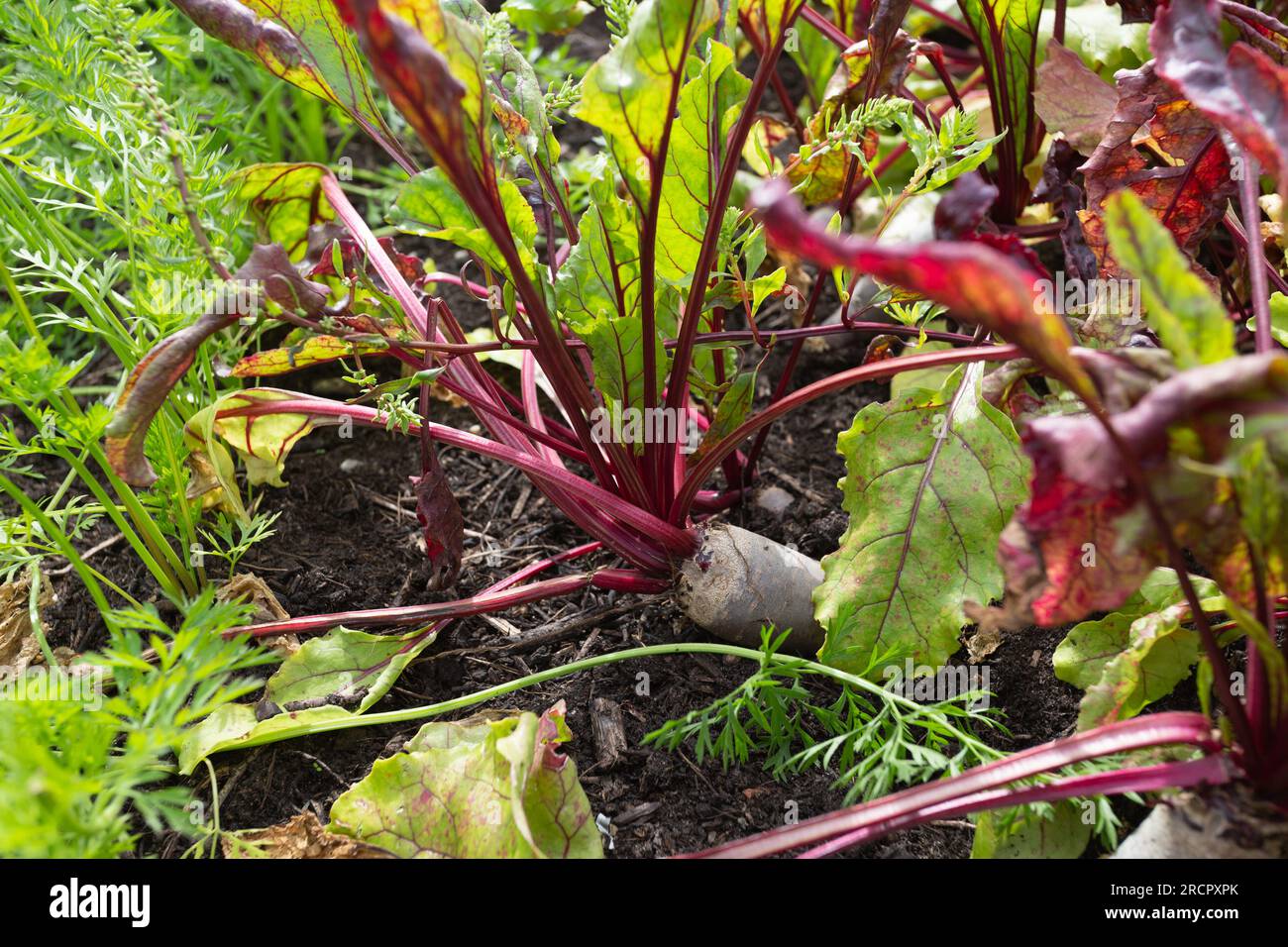 Close-up of Beetroot / Beta vulgaris, Renova variety growing in a British  garden allotment.. Stock Photo