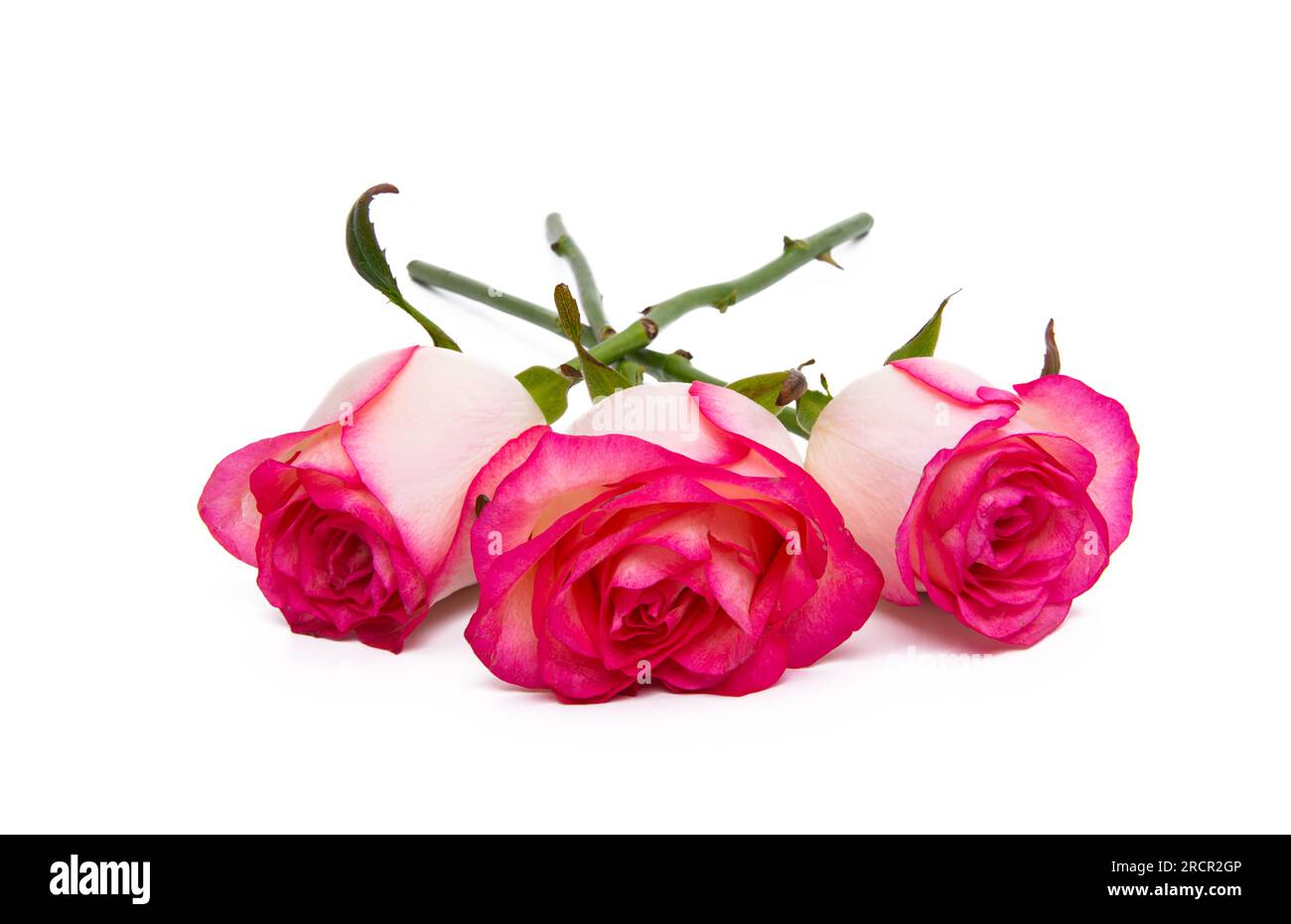 pink rose isolated on white background Stock Photo - Alamy