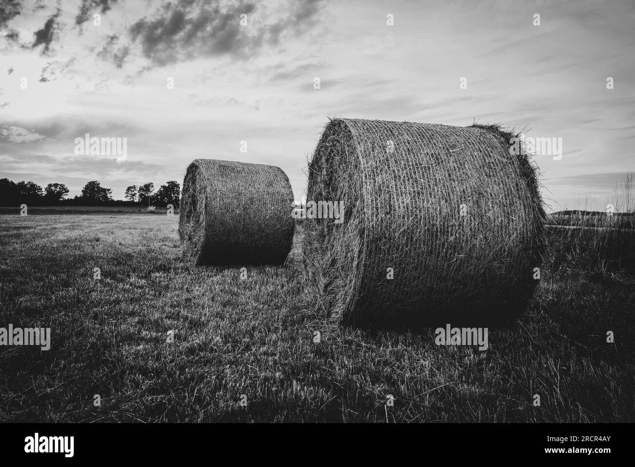 on a field lie big round hay bales Stock Photo Alamy