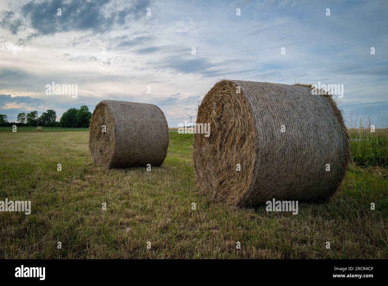 on a field lie big round hay bales Stock Photo - Alamy
