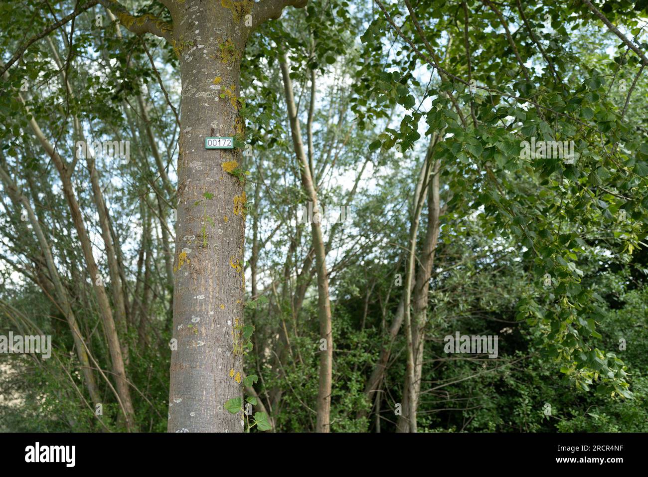 Trees are numbered consecutively with a sign Stock Photo Alamy