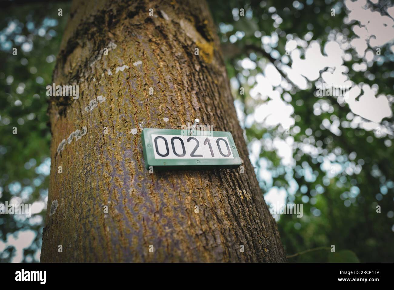 Trees are numbered consecutively with a sign Stock Photo Alamy