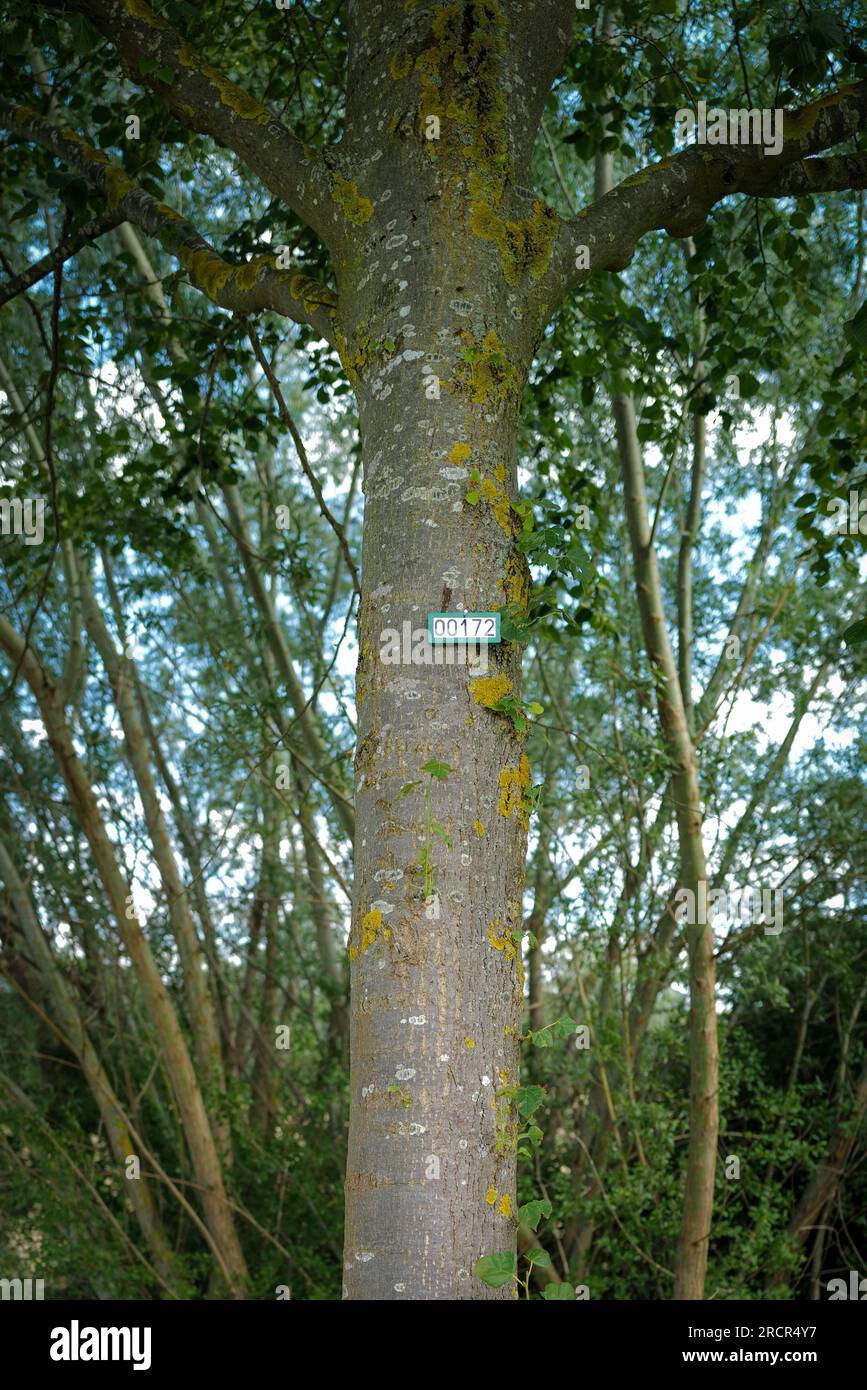 Trees are numbered consecutively with a sign Stock Photo Alamy