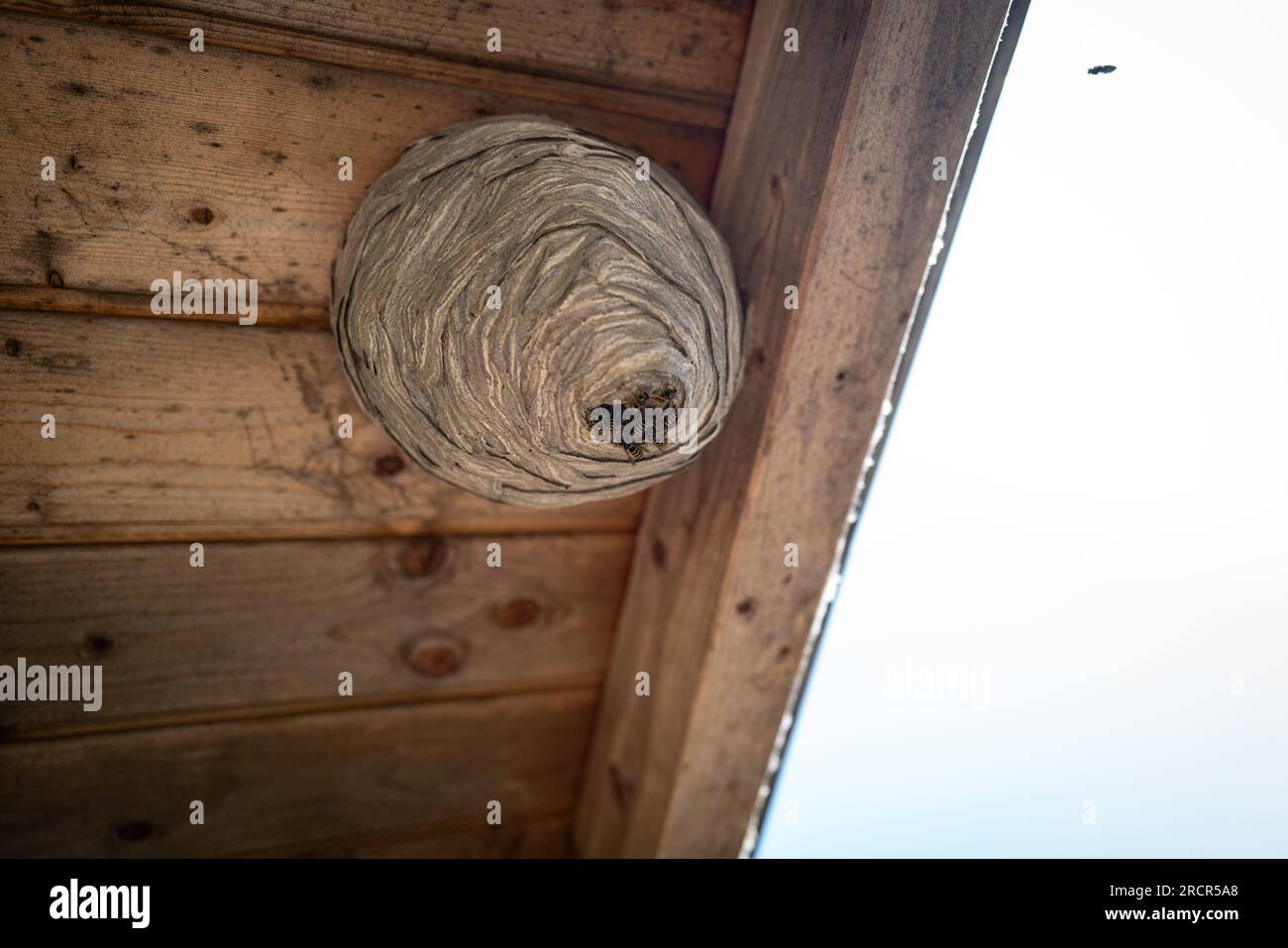 many Wasps have built a large wasp nest under a wooden roof Stock Photo Alamy