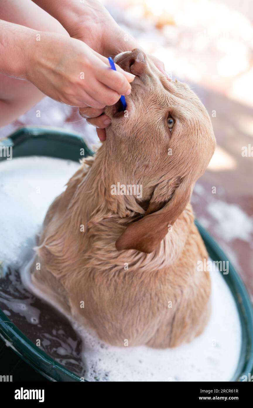 Brushing dogs teeth theme. Removing bad odor from dog mouth Stock Photo