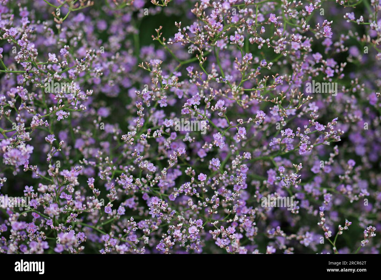 Sea lavender, Limonium platyphyllum, purple flowers in close up with a background of blurred leaves and flowers. Stock Photo