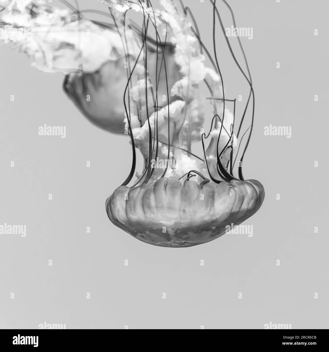 Group of Atlantic Bay Nettle Jellyfish in Black and White Stock Photo